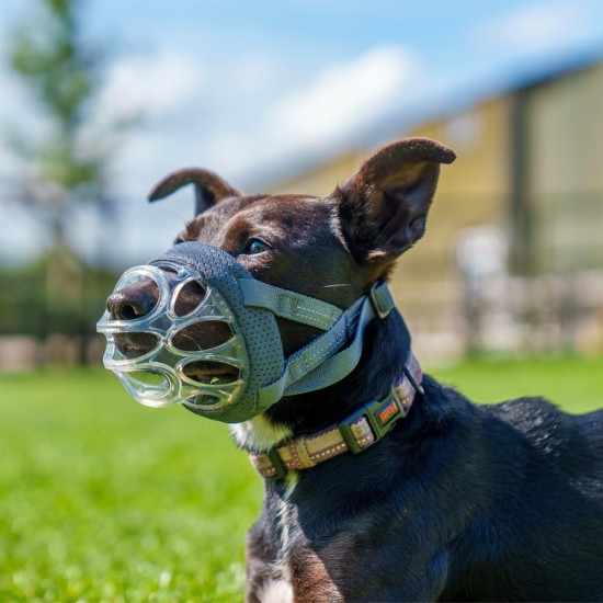 Baskerville INVISA Muzzle - Patented Dog-friendly Design, Dogs Can Pant/Drink, Adjustable, Padded, Muzzle for Small Dogs, Prevents Biting and Browsing (Size 2) Baskerville INVISA Muzzle - Patented Dog-friendly Design, Dogs Can Pant/Drink, Adjustable, Padded, Muzzle for Small Dogs, Prevents Biting and Browsing (Size 2)