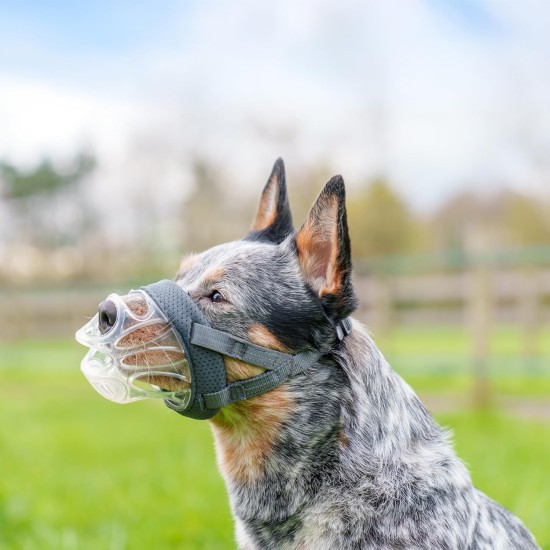 Baskerville INVISA Muzzle - Patented Dog-friendly Design, Dogs Can Pant/Drink, Adjustable, Padded, Muzzle for Small Dogs, Prevents Biting and Browsing (Size 2) Baskerville INVISA Muzzle - Patented Dog-friendly Design, Dogs Can Pant/Drink, Adjustable, Padded, Muzzle for Small Dogs, Prevents Biting and Browsing (Size 2)
