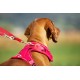 Belka Harness Red S Belka Harness Red S