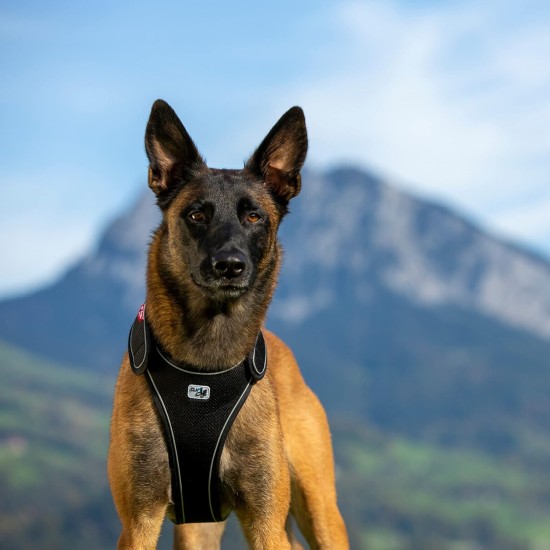 Belka Harness Red S Belka Harness Red S