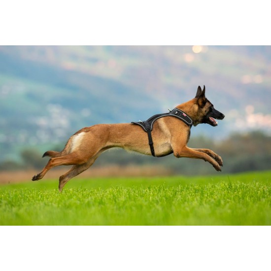 Belka Harness Red S Belka Harness Red S