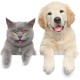 CORTNEY Pack of 6 Personalised Pet ID Tags for Dogs and Cats, Mini Anti-Lost, with Name Tag and Tel Address, Anti-Lost Dog Cat ID Tag for Dog Collar CORTNEY Pack of 6 Personalised Pet ID Tags for Dogs and Cats, Mini Anti-Lost, with Name Tag and Tel Address, Anti-Lost Dog Cat ID Tag for Dog Collar