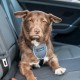 CarSafe Dog Travel Harness, Safe & Compliant with the Dog on the Go, Meets Road Traffic Regulations, Safe Animals in the Car, Suitable for Medium Dogs (Size M) CarSafe Dog Travel Harness, Safe & Compliant with the Dog on the Go, Meets Road Traffic Regulations, Safe Animals in the Car, Suitable for Medium Dogs (Size M)