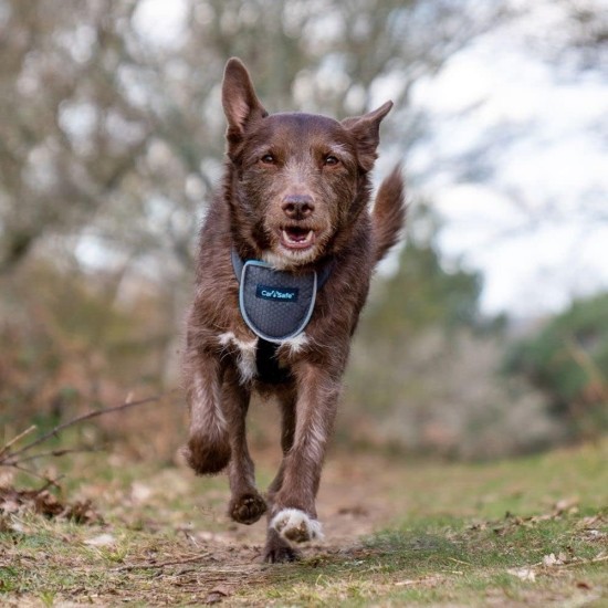 CarSafe Dog Travel Harness, Safe & Compliant with the Dog on the Go, Meets Road Traffic Regulations, Safe Animals in the Car, Suitable for Medium Dogs (Size M) CarSafe Dog Travel Harness, Safe & Compliant with the Dog on the Go, Meets Road Traffic Regulations, Safe Animals in the Car, Suitable for Medium Dogs (Size M)