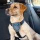 CarSafe Dog Travel Harness, Safe & Compliant with the Dog on the Go, Meets Road Traffic Regulations, Safe Animals in the Car, Suitable for Medium Dogs (Size M) CarSafe Dog Travel Harness, Safe & Compliant with the Dog on the Go, Meets Road Traffic Regulations, Safe Animals in the Car, Suitable for Medium Dogs (Size M)