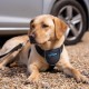 CarSafe Dog Travel Harness, Safe & Compliant with the Dog on the Go, Meets Road Traffic Regulations, Safe Animals in the Car, Suitable for Medium Dogs (Size M) CarSafe Dog Travel Harness, Safe & Compliant with the Dog on the Go, Meets Road Traffic Regulations, Safe Animals in the Car, Suitable for Medium Dogs (Size M)