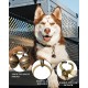 Cat Bell, Pet Bells, Extra Loud Cat and Dog Bell for Collar, Pet Tracker and Falconry, Cat Tracker, Robust Brass Collar Pendant with Rotating Lobster Clasp Cat Bell, Pet Bells, Extra Loud Cat and Dog Bell for Collar, Pet Tracker and Falconry, Cat Tracker, Robust Brass Collar Pendant with Rotating Lobster Clasp