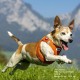 Classic Vest Harness Air Mesh with curli D-Ring Buckle, Black, L Classic Vest Harness Air Mesh with curli D-Ring Buckle, Black, L