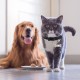 Cobee Dog Tag Clips with Rings 4 Pieces Dog Tag Clips with 10 Pieces Dog Tag Rings for Dog Cat Collar Harness