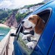 Cobee Dog Tag Clips with Rings 4 Pieces Dog Tag Clips with 10 Pieces Dog Tag Rings for Dog Cat Collar Harness