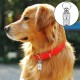 Collar Small Dog Tag, Pack of 10 Pet ID Tags, ID Tag Dog Tag, Pet ID Address Tag, Pet Pill Box, Waterproof Brass with Address Name Tag, for Dogs, Cats, Puppies (Silver) Collar Small Dog Tag, Pack of 10 Pet ID Tags, ID Tag Dog Tag, Pet ID Address Tag, Pet Pill Box, Waterproof Brass with Address Name Tag, for Dogs, Cats, Puppies (Silver)