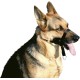 Croci Training Nylon Muzzle, Size 5 Croci Training Nylon Muzzle, Size 5