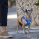 Curli Basic Air Mesh Harness, XS Curli Basic Air Mesh Harness, XS