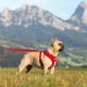 Curli Basic Air Mesh Harness, XS Curli Basic Air Mesh Harness, XS