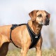 Curli Belka Comfort Harness - Brown XS Curli Belka Comfort Harness - Brown XS