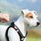 Curli Magnetic Vest Harness - Black 2XS Curli Magnetic Vest Harness - Black 2XS
