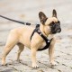 Curli Magnetic Vest Harness - Black 2XS Curli Magnetic Vest Harness - Black 2XS