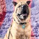 DISONTAG QR Code Dog Tag ID 41 Dog Breeds Personalised Social Online Page Free Online Pet Profile Modified Privacy Control No App Required DISONTAG QR Code Dog Tag ID 41 Dog Breeds Personalised Social Online Page Free Online Pet Profile Modified Privacy Control No App Required