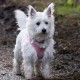 DISONTAG QR Code Dog Tag ID 41 Dog Breeds Personalised Social Online Site Free Online Pet Profile Modificable Privacy Control No App Required DISONTAG QR Code Dog Tag ID 41 Dog Breeds Personalised Social Online Site Free Online Pet Profile Modificable Privacy Control No App Required