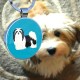 DISONTAG QR Code Dog Tag ID 41 Dog Breeds Personalised Social Online Site Free Online Pet Profile Modificable Privacy Control No App Required DISONTAG QR Code Dog Tag ID 41 Dog Breeds Personalised Social Online Site Free Online Pet Profile Modificable Privacy Control No App Required
