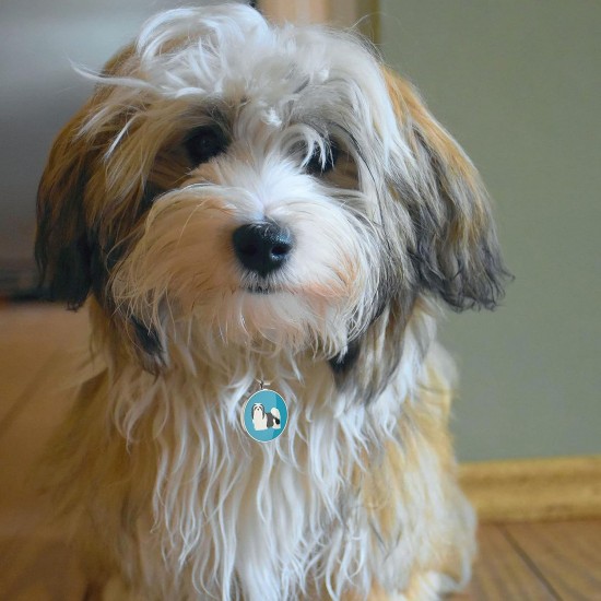 DISONTAG QR Code Dog Tag ID 41 Dog Breeds Personalised Social Online Site Free Online Pet Profile Modificable Privacy Control No App Required DISONTAG QR Code Dog Tag ID 41 Dog Breeds Personalised Social Online Site Free Online Pet Profile Modificable Privacy Control No App Required