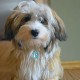 DISONTAG QR Code Dog Tag ID 41 Dog Breeds Personalised Social Online Site Free Online Pet Profile Modificable Privacy Control No App Required DISONTAG QR Code Dog Tag ID 41 Dog Breeds Personalised Social Online Site Free Online Pet Profile Modificable Privacy Control No App Required