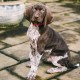 DISONTAG QR Code Dog Tag ID 41 Dog Breeds Personalised Social Online Site Free Online Pet Profile Modificable Privacy Control No App Required DISONTAG QR Code Dog Tag ID 41 Dog Breeds Personalised Social Online Site Free Online Pet Profile Modificable Privacy Control No App Required
