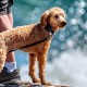 DISONTAG QR Code Dog Tag ID 41 Dog Breeds Personalised Social Online Site Free Online Pet Profile Modificable Privacy Control No App Required DISONTAG QR Code Dog Tag ID 41 Dog Breeds Personalised Social Online Site Free Online Pet Profile Modificable Privacy Control No App Required