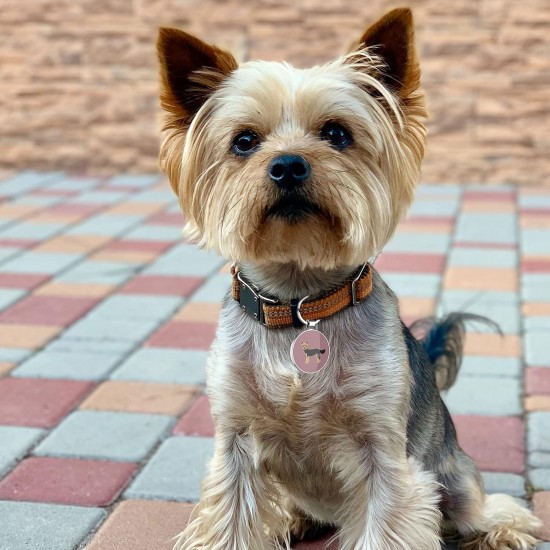 DISONTAG QR Code Dog Tag ID 41 Dog Breeds Personalised Social Online Site Free Online Pet Profile Modificable Privacy Control No App Required DISONTAG QR Code Dog Tag ID 41 Dog Breeds Personalised Social Online Site Free Online Pet Profile Modificable Privacy Control No App Required