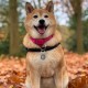 DISONTAG QR Code Dog Tag ID 41 Dog Breeds Personalised Social Online Site Free Online Pet Profile Modificable Privacy Control No App Required DISONTAG QR Code Dog Tag ID 41 Dog Breeds Personalised Social Online Site Free Online Pet Profile Modificable Privacy Control No App Required