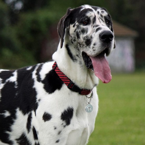 DISONTAG QR Code Dog Tag ID 41 Dog Breeds Personalised Social Online Site Free Online Pet Profile Modificable Privacy Control No App Required DISONTAG QR Code Dog Tag ID 41 Dog Breeds Personalised Social Online Site Free Online Pet Profile Modificable Privacy Control No App Required