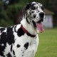 DISONTAG QR Code Dog Tag ID 41 Dog Breeds Personalised Social Online Site Free Online Pet Profile Modificable Privacy Control No App Required DISONTAG QR Code Dog Tag ID 41 Dog Breeds Personalised Social Online Site Free Online Pet Profile Modificable Privacy Control No App Required