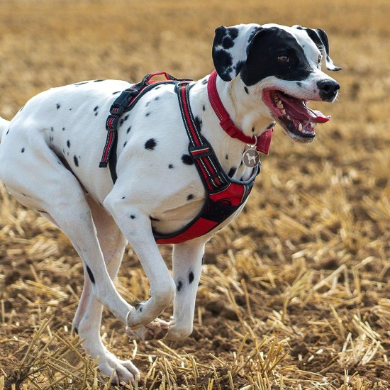 DISONTAG QR Code Dog Tag ID 41 Dog Breeds Personalised Social Online Site Free Online Pet Profile Modificable Privacy Control No App Required DISONTAG QR Code Dog Tag ID 41 Dog Breeds Personalised Social Online Site Free Online Pet Profile Modificable Privacy Control No App Required