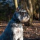 DISONTAG QR Code Dog Tag ID 41 Dog Breeds Personalised Social Online Site Free Online Pet Profile Modificable Privacy Control No App Required DISONTAG QR Code Dog Tag ID 41 Dog Breeds Personalised Social Online Site Free Online Pet Profile Modificable Privacy Control No App Required