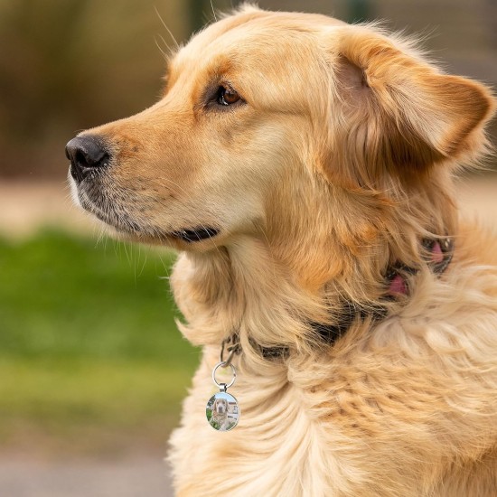DISONTAG QR Code Dog Tag ID 41 Dog Breeds Personalised Social Online Site Free Online Pet Profile Modificable Privacy Control No App Required DISONTAG QR Code Dog Tag ID 41 Dog Breeds Personalised Social Online Site Free Online Pet Profile Modificable Privacy Control No App Required