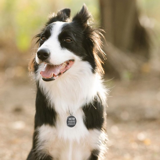 DISONTAG QR Code Dog Tag ID 41 Dog Breeds Personalised Social Online Site Free Online Pet Profile Modificable Privacy Control No App Required DISONTAG QR Code Dog Tag ID 41 Dog Breeds Personalised Social Online Site Free Online Pet Profile Modificable Privacy Control No App Required