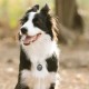 DISONTAG QR Code Dog Tag ID 41 Dog Breeds Personalised Social Online Site Free Online Pet Profile Modificable Privacy Control No App Required DISONTAG QR Code Dog Tag ID 41 Dog Breeds Personalised Social Online Site Free Online Pet Profile Modificable Privacy Control No App Required