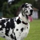 DISONTAG QR Code Silent Dog Tag ID 18 Dog Breeds Personalised Social Online Site Free Online Pet Profile Modification Control Privacy No App Required