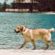 DISONTAG QR Code Silent Dog Tag ID 18 Dog Breeds Personalised Social Online Site Free Online Pet Profile Modification Control Privacy No App Required DISONTAG QR Code Silent Dog Tag ID 18 Dog Breeds Personalised Social Online Site Free Online Pet Profile Modification Control Privacy No App Required