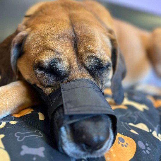 Dingo 16777-2 Soft Nylon Muzzle with Breathable Mesh Rottweiler Dog, Great Dane, German Shepherd, Short-Term Veterinarian Muzzle, Adjustable Neck Strap, Black Dingo 16777-2 Soft Nylon Muzzle with Breathable Mesh Rottweiler Dog, Great Dane, German Shepherd, Short-Term Veterinarian Muzzle, Adjustable Neck Strap, Black