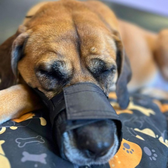 Dingo 16777-2 Soft Nylon Muzzle with Breathable Mesh Rottweiler Dog, Great Dane, German Shepherd, Short-Term Veterinarian Muzzle, Adjustable Neck Strap, Black Dingo 16777-2 Soft Nylon Muzzle with Breathable Mesh Rottweiler Dog, Great Dane, German Shepherd, Short-Term Veterinarian Muzzle, Adjustable Neck Strap, Black