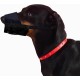 Dingo Soft Nylon Muzzle with Breathable Mesh for Small Breeds Puppies Jack Russell Terier Dachshund Adjustable Neck Strap Black 16773-2 Dingo Soft Nylon Muzzle with Breathable Mesh for Small Breeds Puppies Jack Russell Terier Dachshund Adjustable Neck Strap Black 16773-2