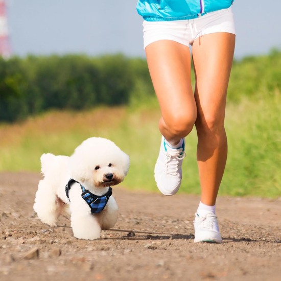 Dog Harness and Lead, Dog Harness with 1.8 m Retractable Multifunction Dog Lead with One Button Control, One Hand Brake, Tangle Free, Small Dog Harness and Lead, Dog Harness with 1.8 m Retractable Multifunction Dog Lead with One Button Control, One Hand Brake, Tangle Free, Small