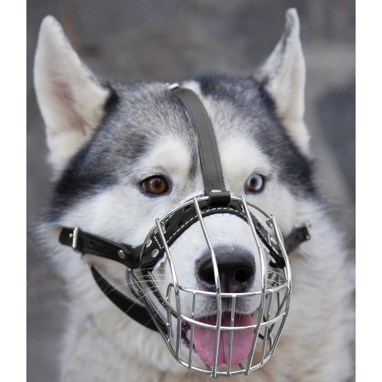 Dog Muzzle Chrome Plated Metal Dog Muzzle with Adjustable Leather Straps (No.5+) Circumference 12-13 inches Length 4.7-5.1 inches Dog Muzzle Chrome Plated Metal Dog Muzzle with Adjustable Leather Straps (No.5+) Circumference 12-13 inches Length 4.7-5.1 inches