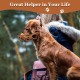 Dog Muzzle, Printed Basket Muzzle for Small, Medium and Large Dogs, Dachshund, Beagle, Breathable Pet Muzzles to Prevent Biting and Prevent Chewing Dog Muzzle, Printed Basket Muzzle for Small, Medium and Large Dogs, Dachshund, Beagle, Breathable Pet Muzzles to Prevent Biting and Prevent Chewing