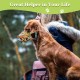 Dog Muzzle, Printed Basket Muzzle for Small, Medium and Large Dogs, Dachshund, Beagle, Breathable Pet Muzzles to Prevent Biting and Prevent Chewing Dog Muzzle, Printed Basket Muzzle for Small, Medium and Large Dogs, Dachshund, Beagle, Breathable Pet Muzzles to Prevent Biting and Prevent Chewing