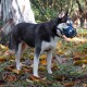 Dog Muzzle Soft Basket Silicone Muzzles for Dogs, Prevent Biting, Chewing and Barking, Allows Drinking and Panting, Used with Collar (Blue, 5 (Snout 12"-13.7")