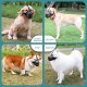Dog Muzzle with Soft Mesh Cover for Small Medium Large Dogs Poisoned Bait Guard Muzzle with Adjustable Straps Prevent Biting, Chewing and Licking