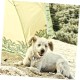 Dog Tags Tag Silencers for Dogs Noise-Reducing Dog Tags Ideal for Dog Collars and Dog Tags Dog Tags Tag Silencers for Dogs Noise-Reducing Dog Tags Ideal for Dog Collars and Dog Tags
