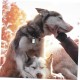 Dog Tags Tag Silencers for Dogs Noise-Reducing Dog Tags Ideal for Dog Collars and Dog Tags Dog Tags Tag Silencers for Dogs Noise-Reducing Dog Tags Ideal for Dog Collars and Dog Tags